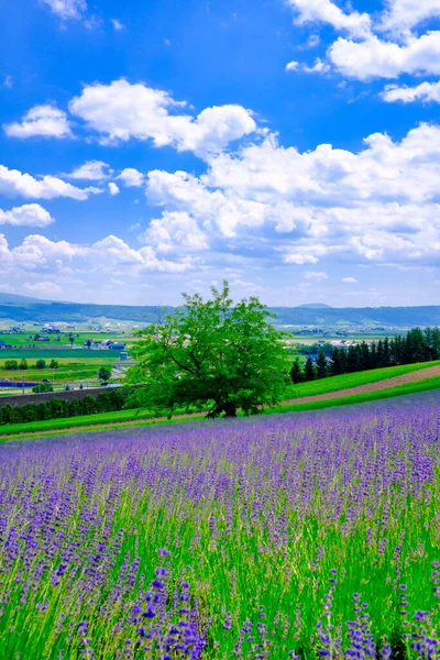 stock image lavender field in hokkaido japan