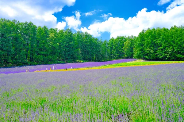 Lavendelfält Hokkaido Japan — Stockfoto