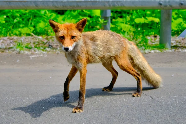 Red Fox Hokkaido Japan — Stock Photo, Image