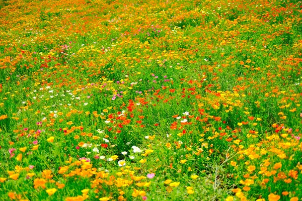 Blumenfeld Biei Hokkaido — Stockfoto
