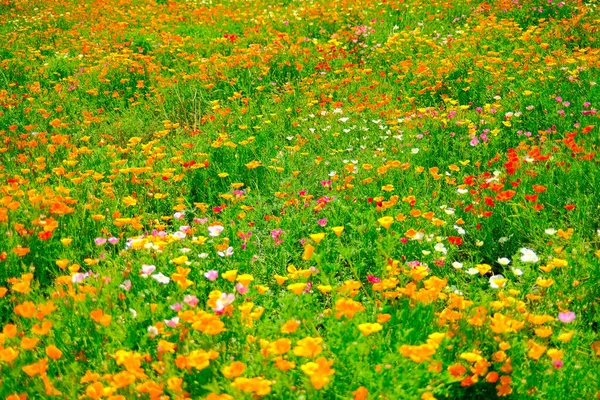 Blomma Fält Biei Hokkaido — Stockfoto