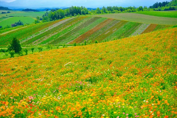 Campo Flores Biei Hokkaido — Fotografia de Stock