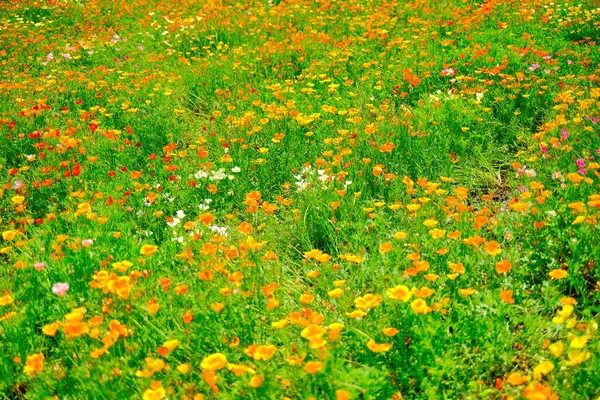 Blumenfeld Biei Hokkaido — Stockfoto