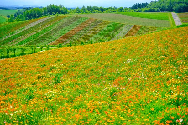 美栄北海道の花畑 — ストック写真