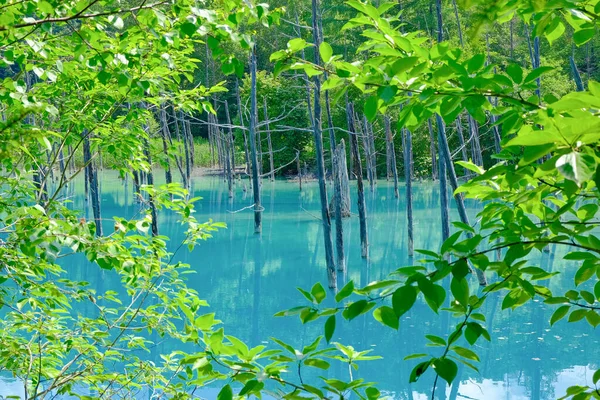 美栄北海道の青い池 — ストック写真