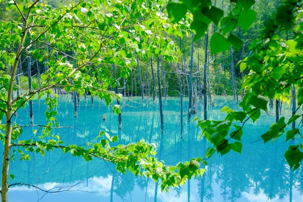 Блакитний Ставок Biei Hokkaido — стокове фото