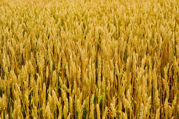 Campo Trigo Verão Hokkaido — Fotografia de Stock