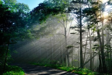 Sabah sisli orman ve yol