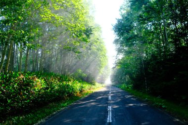 Sabah sisli orman ve yol
