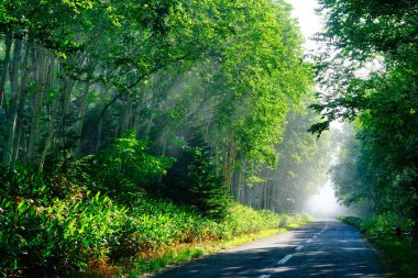 Sabah sisli orman ve yol