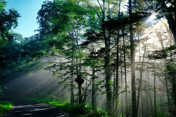 Туманный Лес Дорога Утром — стоковое фото