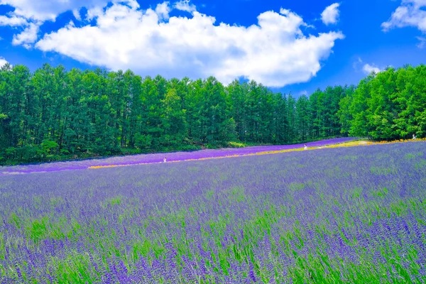 Campo Lavanda Verão Hokkaido — Fotografia de Stock