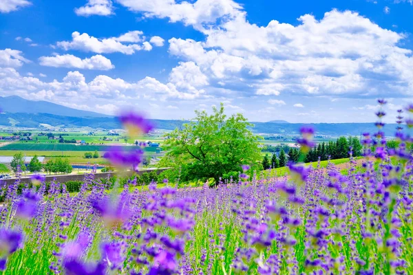 Campo Lavanda Verão Hokkaido — Fotografia de Stock