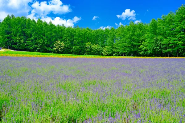 Campo Lavanda Verão Hokkaido — Fotografia de Stock