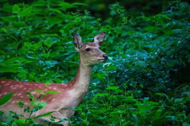 Yeşil ormanda bir geyik