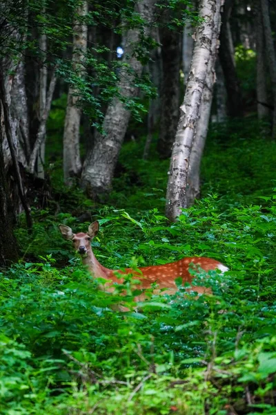 绿林中的一头鹿 — 图库照片