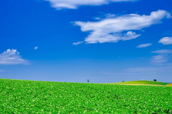 Cielo Azul Campo Verde — Foto de Stock