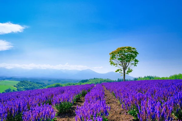 Salvia Campo Verão Hokkaido — Fotografia de Stock