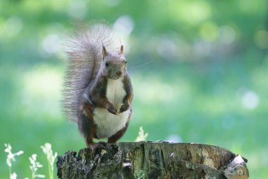 Damganın üzerinde bir sincap.