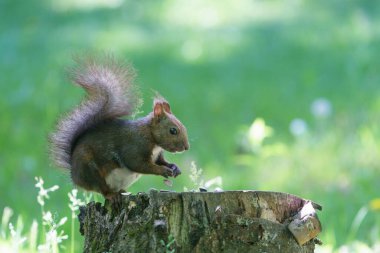Damganın üzerinde bir sincap.
