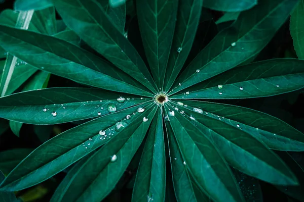 Regn Droppe Grönt Gräs — Stockfoto