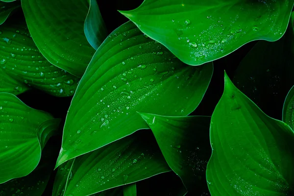 Goccia Pioggia Sull Erba Verde — Foto Stock