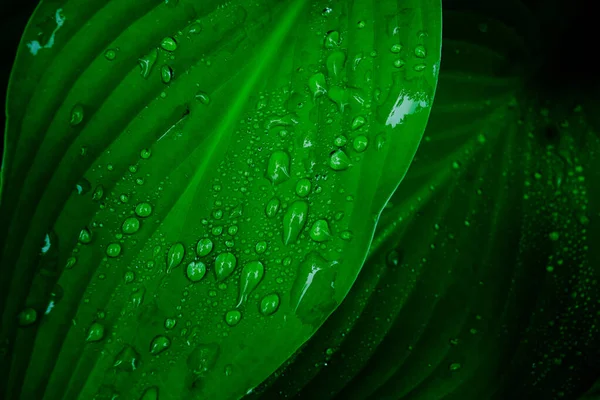Rain Drop Green Grass — Stock Photo, Image