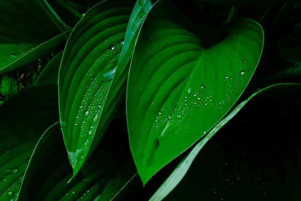 Σταγόνα Βροχής Στο Πράσινο Γρασίδι — Φωτογραφία Αρχείου