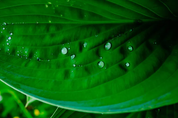 Gota Lluvia Sobre Hierba Verde —  Fotos de Stock