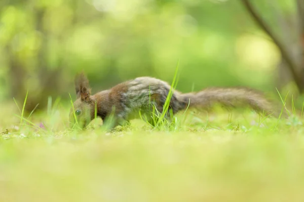 Squirrel Spring Forest — Stock Photo, Image