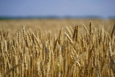 Yazın buğday tarlası Hokkaido