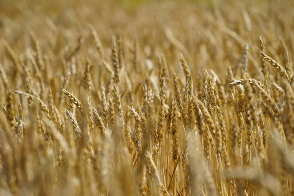 Пшеничное Поле Летнем Хоккайдо — стоковое фото