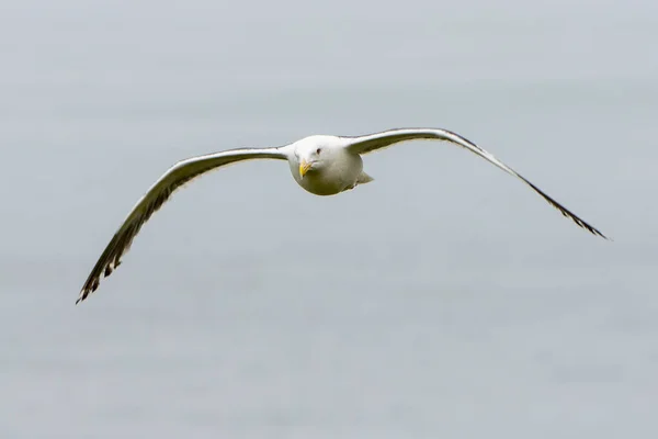 Flying Black Tailed Gull Japan — Stock Photo, Image