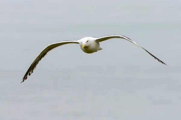 Mouette Queue Noire Volante Japon — Photo