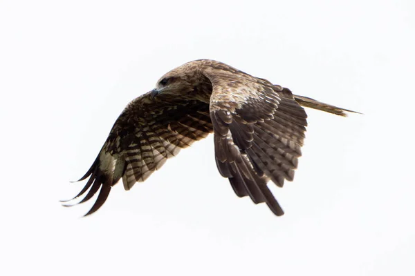 Aigle Volant Par Temps Nuageux — Photo