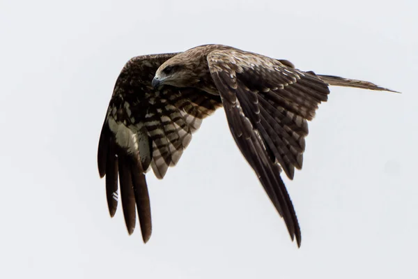 Aigle Volant Par Temps Nuageux — Photo