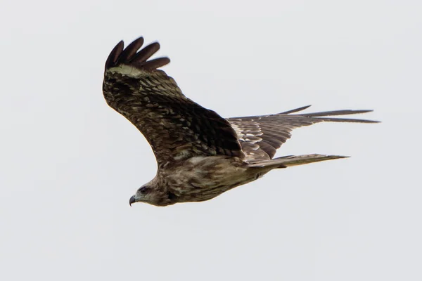 Aigle Volant Par Temps Nuageux — Photo