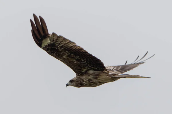 flying eagle in cloudy day