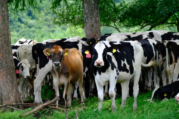 Cattle Green Pasture Hokkaido — Stock Photo, Image