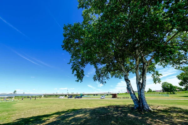 Grande Árvore Céu Azul — Fotografia de Stock