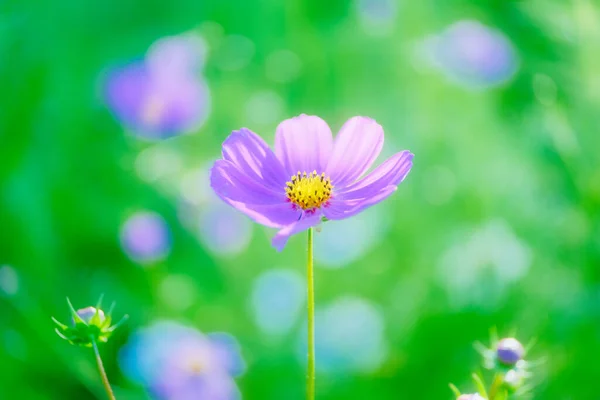 Cosmos Flower Summer Hokkaido — Stock Photo, Image