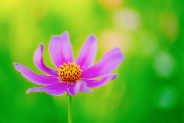 Fiore Del Cosmo Estate Hokkaido — Foto Stock