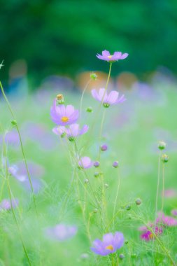 Yazın kozmos çiçeği hokkaido