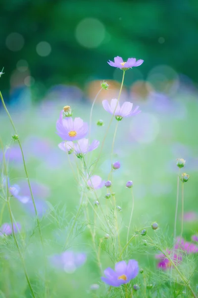 Kosmos Blomma Sommaren Hokkaido — Stockfoto