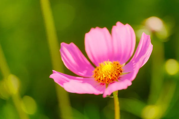 Kosmos Blomma Sommaren Hokkaido — Stockfoto