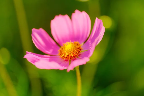 Fiore Del Cosmo Estate Hokkaido — Foto Stock