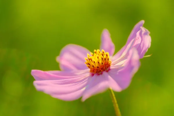 Fiore Del Cosmo Estate Hokkaido — Foto Stock