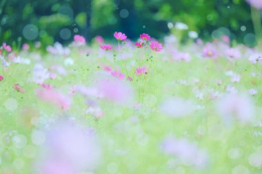 Yazın kozmos çiçeği hokkaido