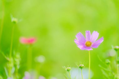 Yazın kozmos çiçeği hokkaido