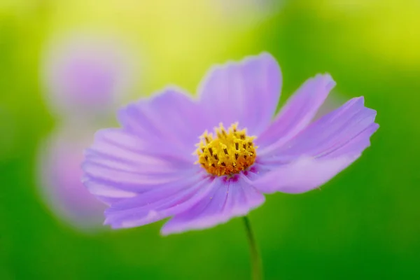 Λουλούδι Σύμπαν Καλοκαίρι Hokkaido — Φωτογραφία Αρχείου